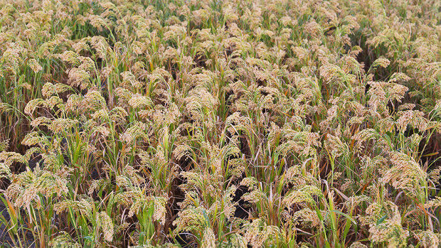 Proso millet in field