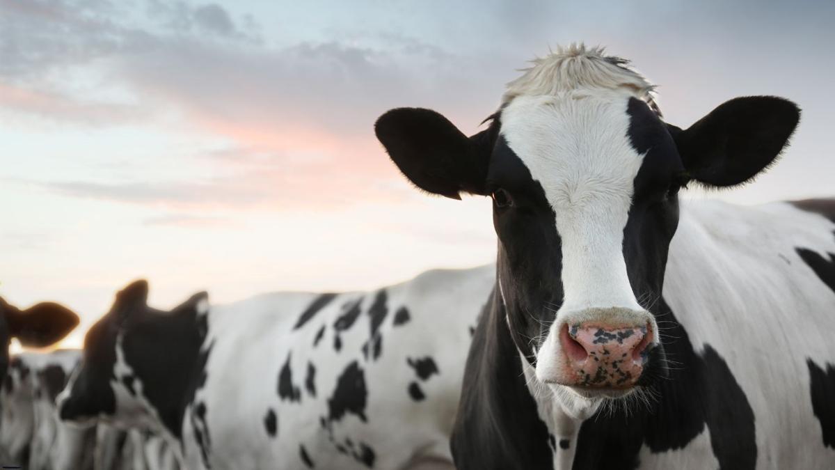 Beef-on-dairy trend increases in high cattle market