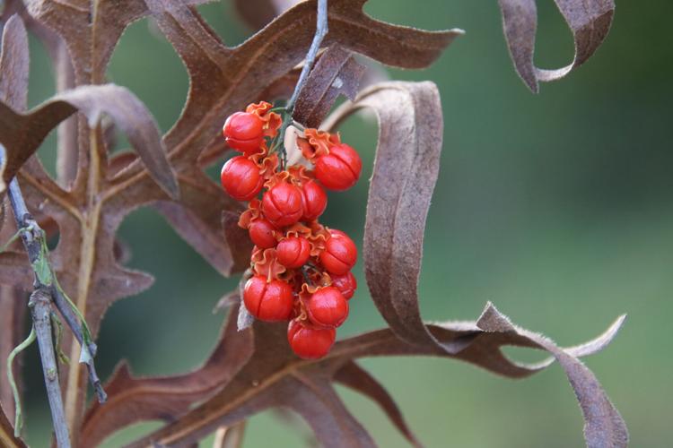 Berries