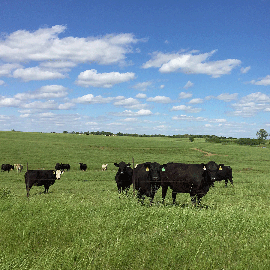 Flash grazing captures spring forage value