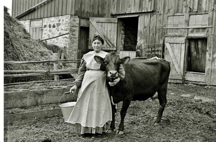 Woman holds cow by barn