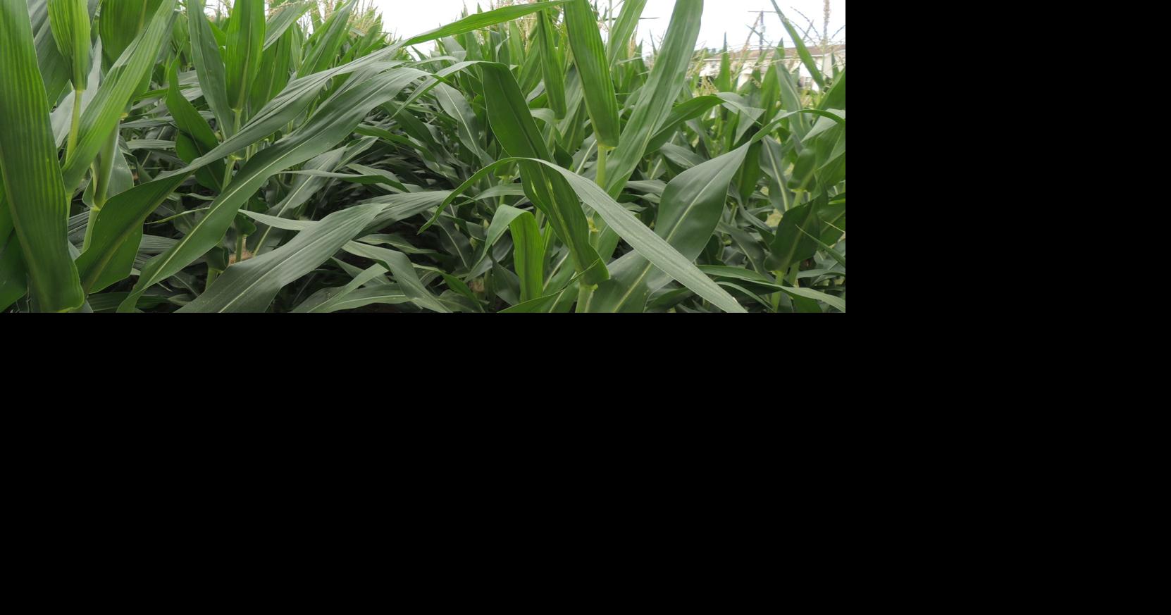 Illinois declares corn is state grain