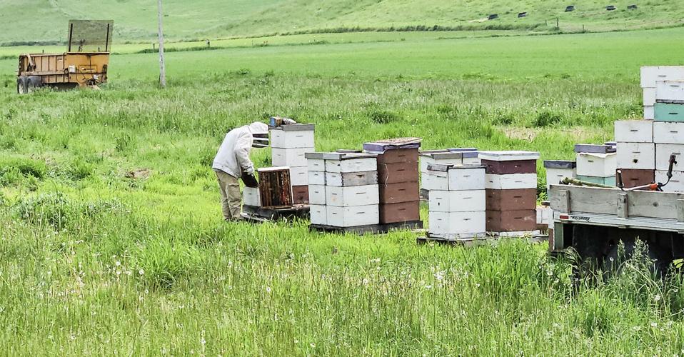 Bee hives
