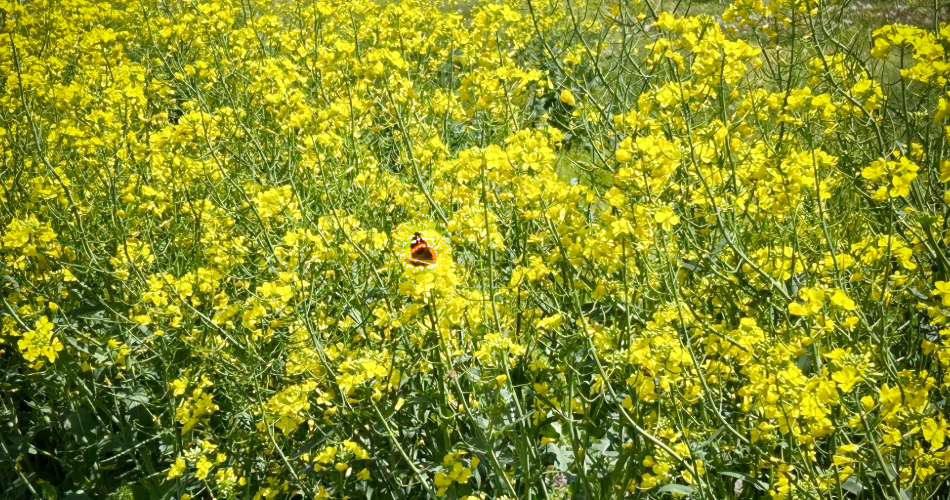 Winter canola could improve profit, sustainability
