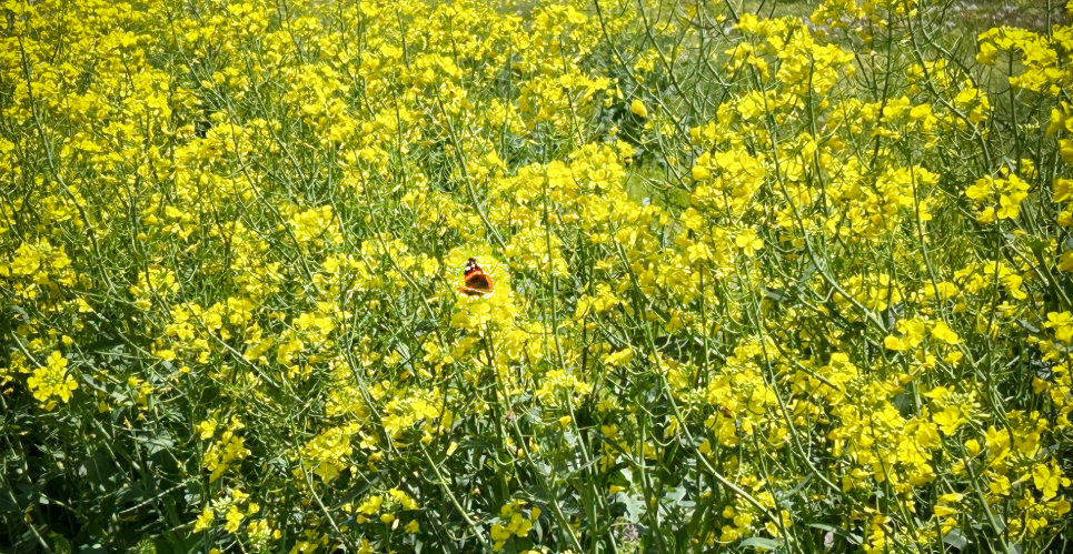 Winter canola