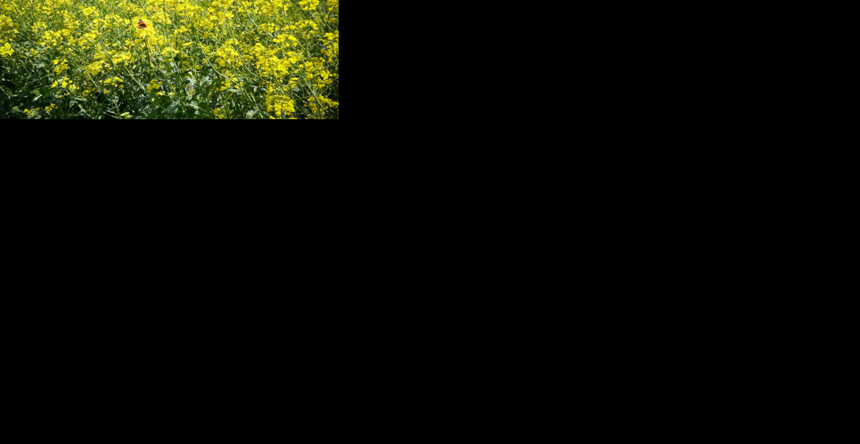 Winter canola
