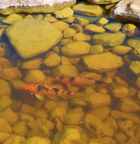 Koi in water feature