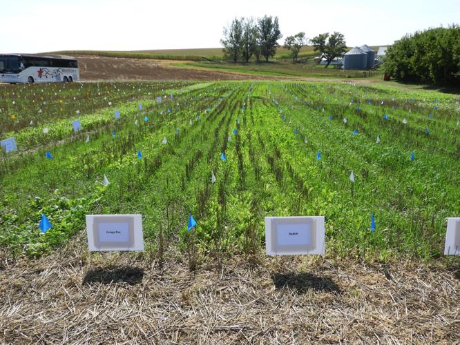 Herbicide-trials3.jpg