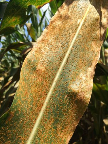 Southern rust