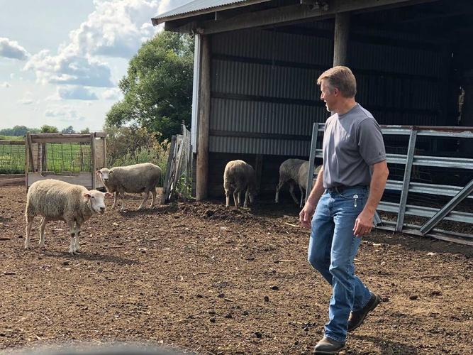 livestock safety sheep