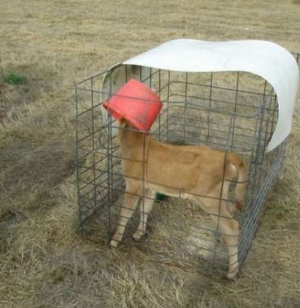 Calf with bucket on head
