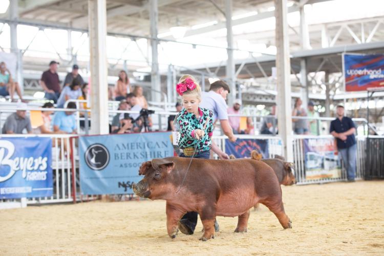 Duroc hogs.jpg