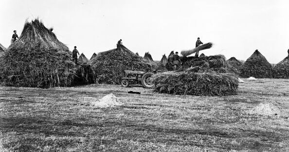Hemp stockpiles
