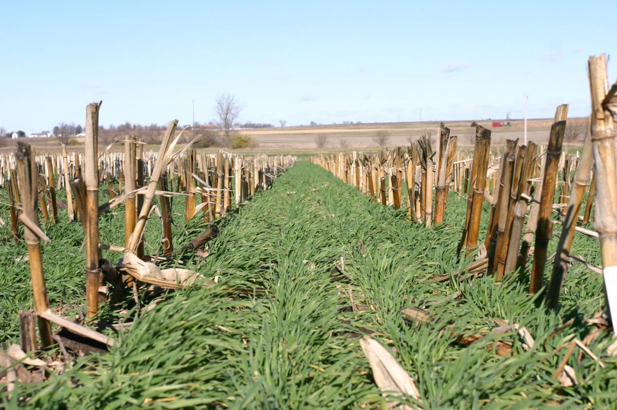 Cover crops (1).JPG