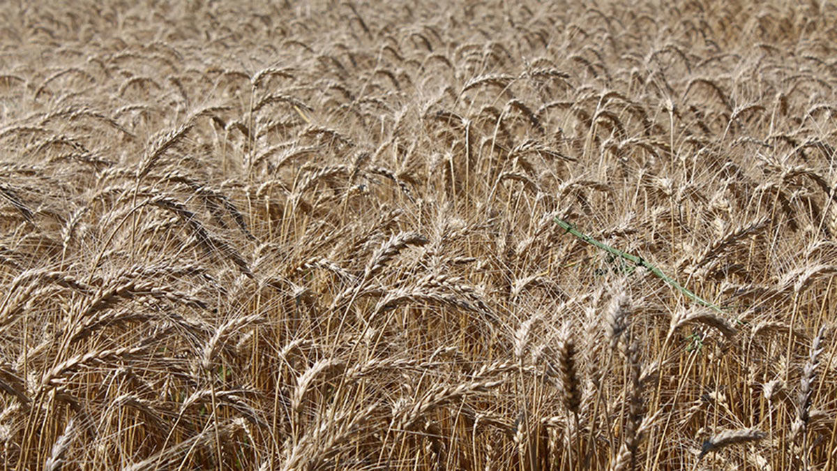 Mature wheat