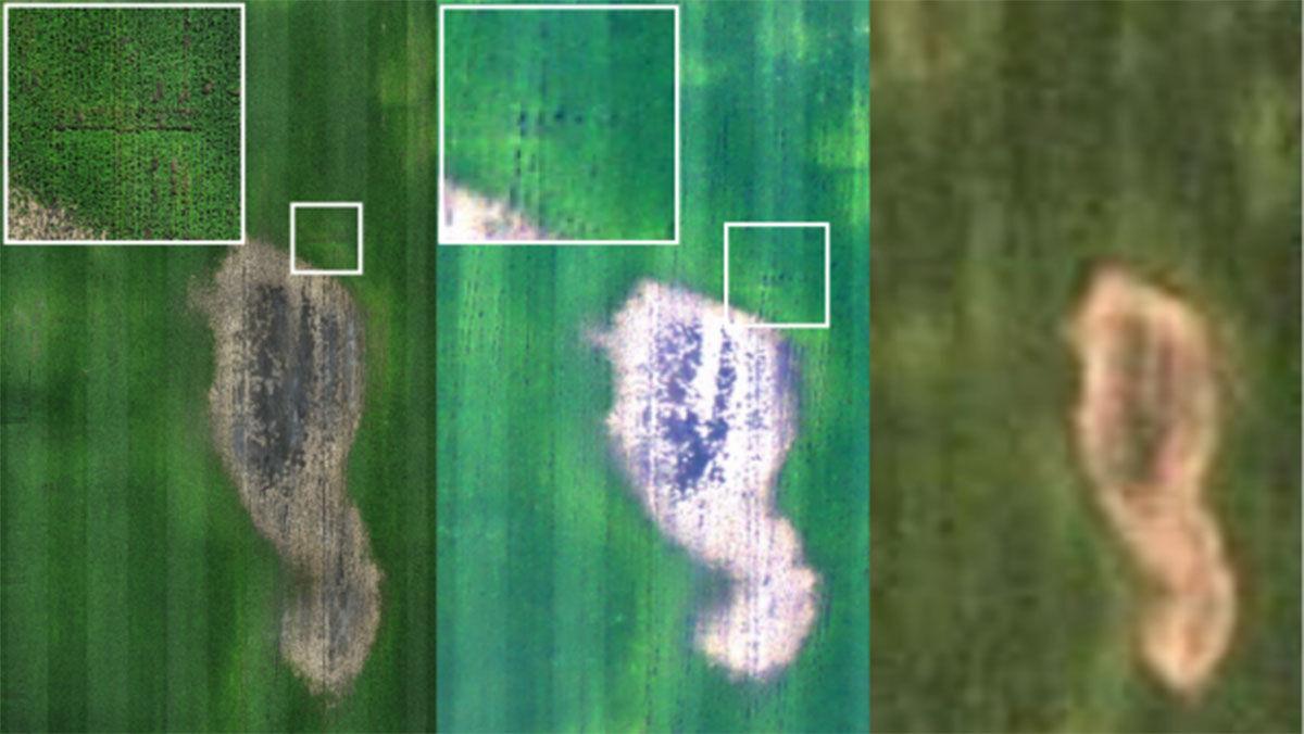 Crop scouting imagery