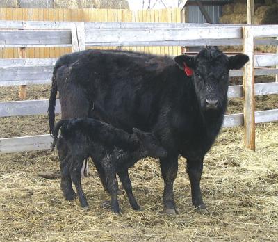 Factors that determine high pregnancy rates