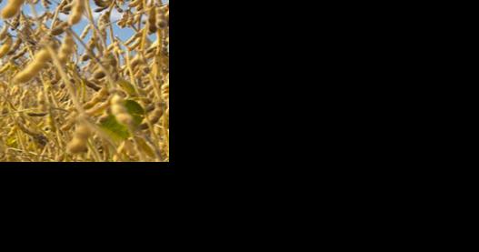 Hybrid soybean potential exists - Vimarsana News