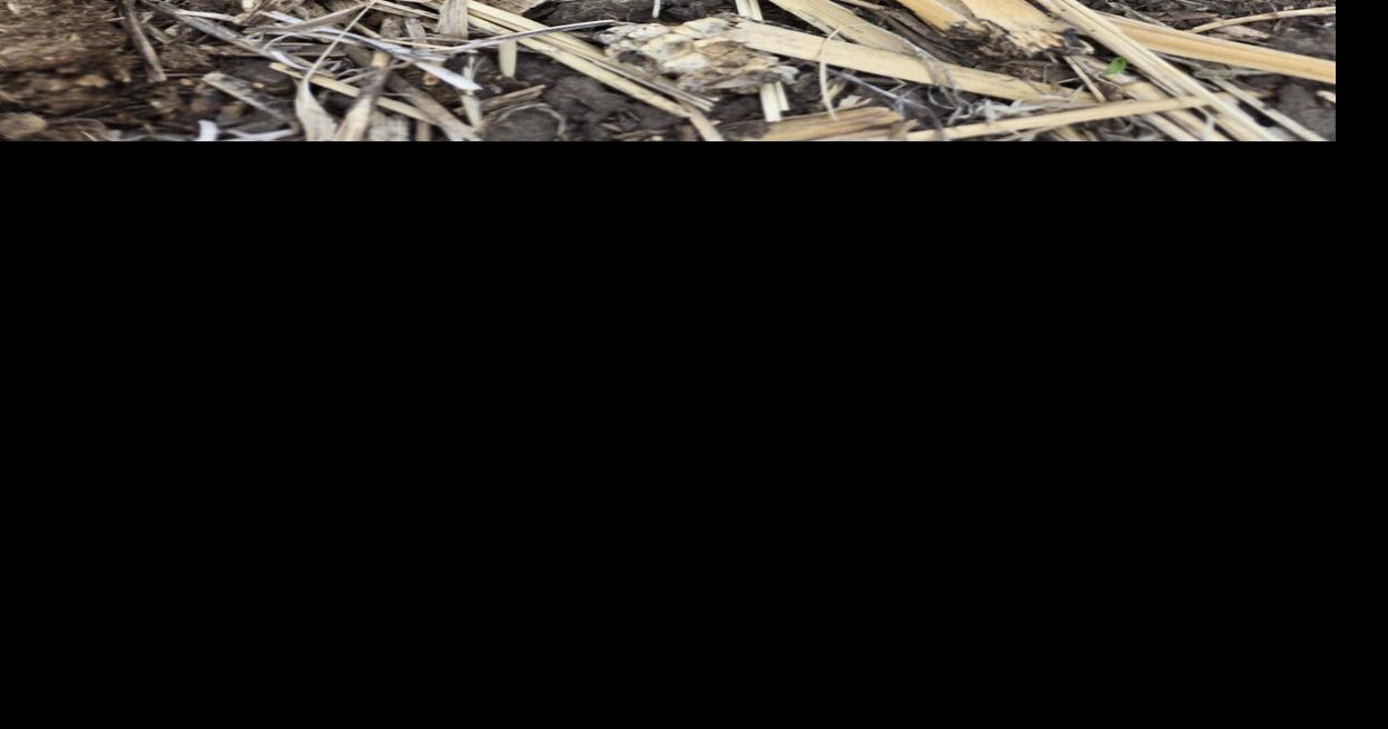 Coalition coffeepot 2.jpg