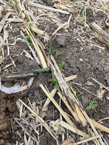 Coalition coffeepot 2.jpg