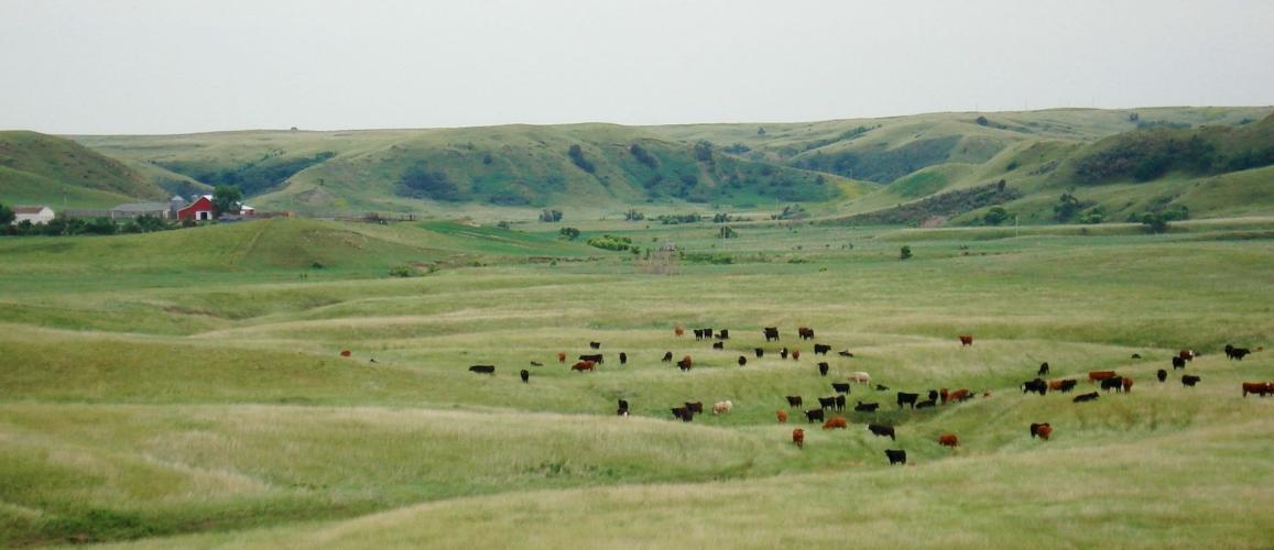 Grazing