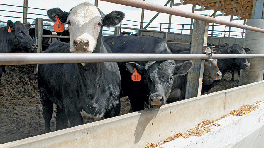 feeder cattle prices illinois