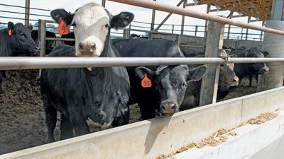 Cattle in Feedlot