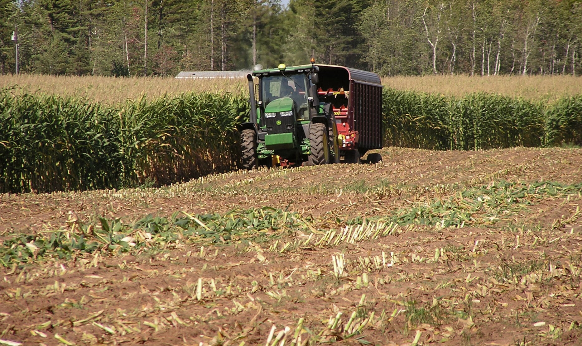 Cornfield
