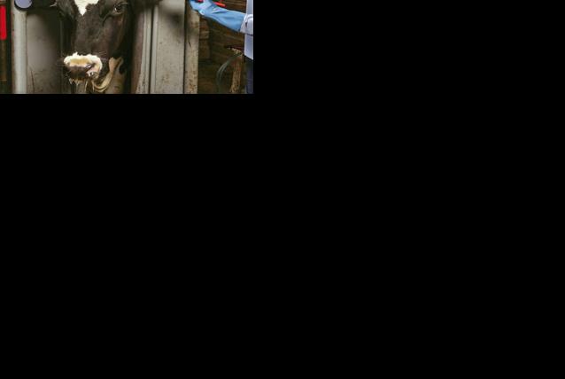 Control flies in cow-calf operations