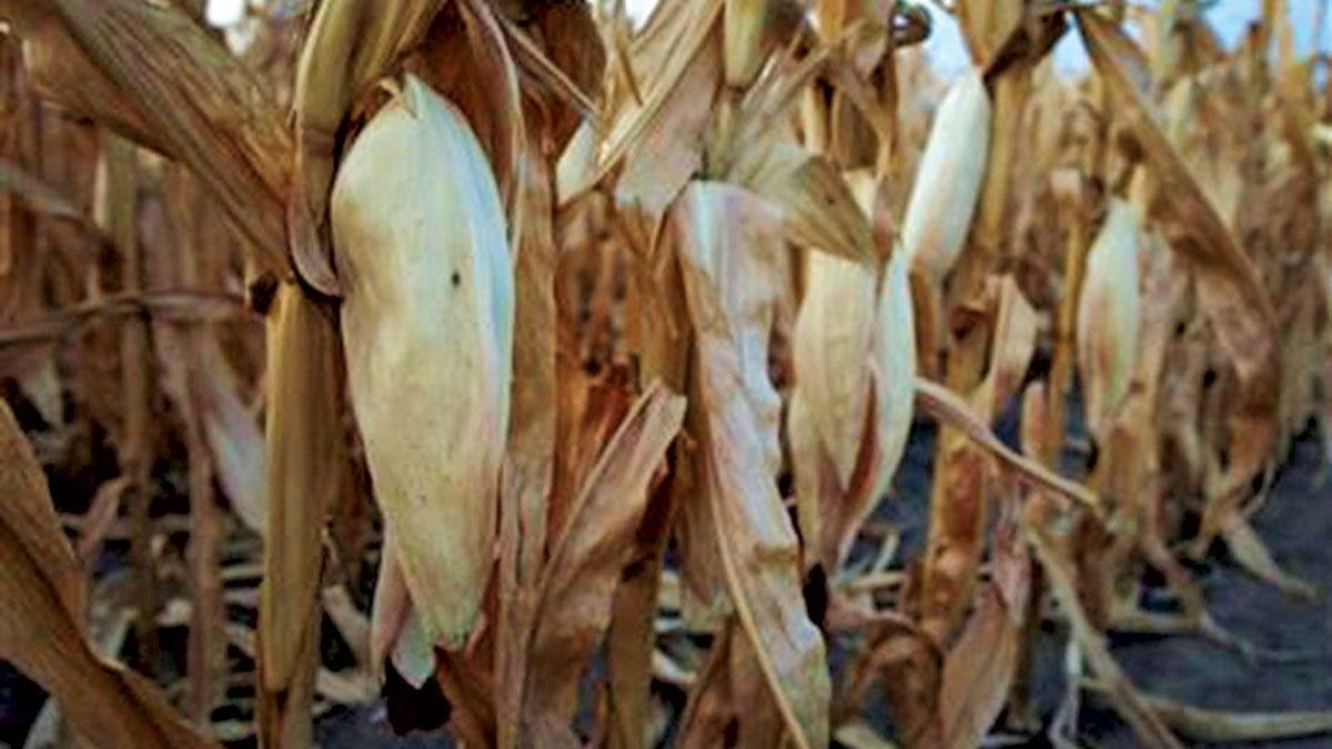Drought corn