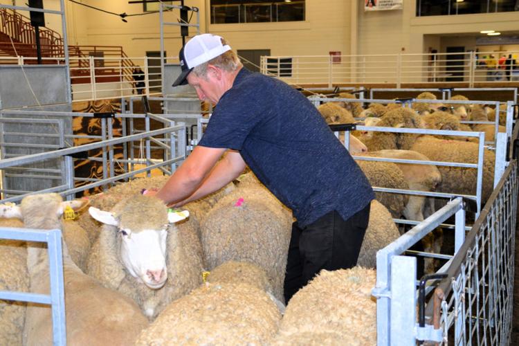 Sheep shearing industry 2.JPG