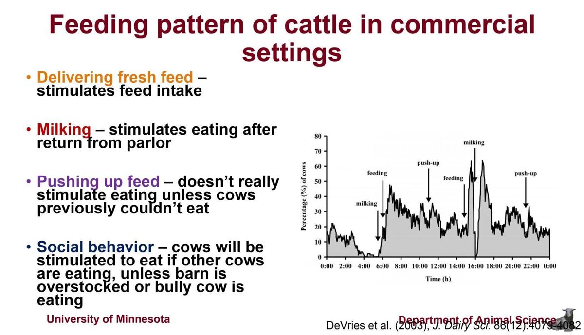 Feeding patter of cattle in commercial settings