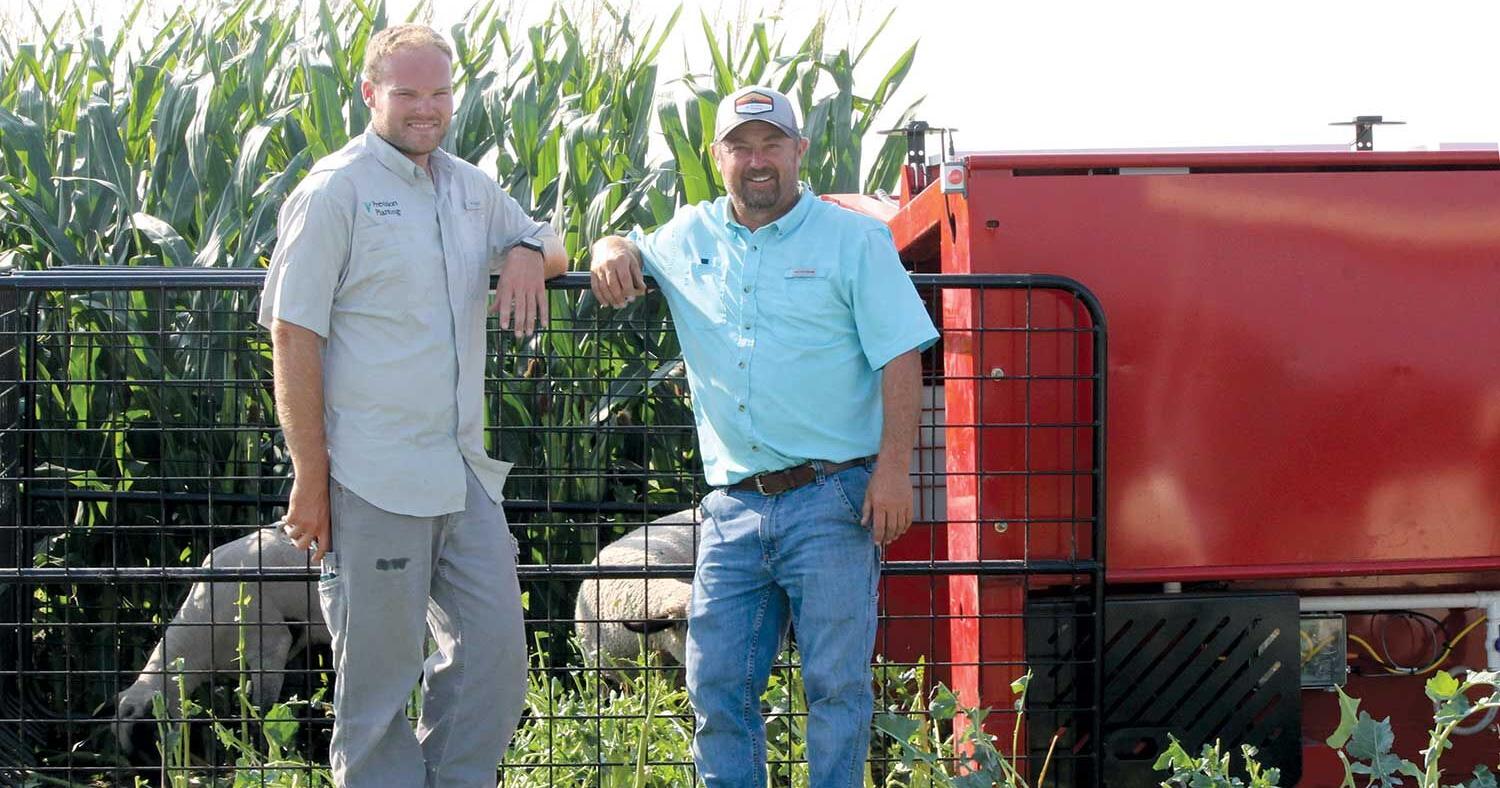 Sheep open possibilities for strip cropping - Vimarsana News