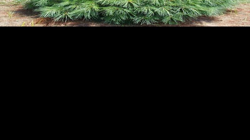 2018 Wisconsin Christmas Tree Farms Agri View Agupdate Com