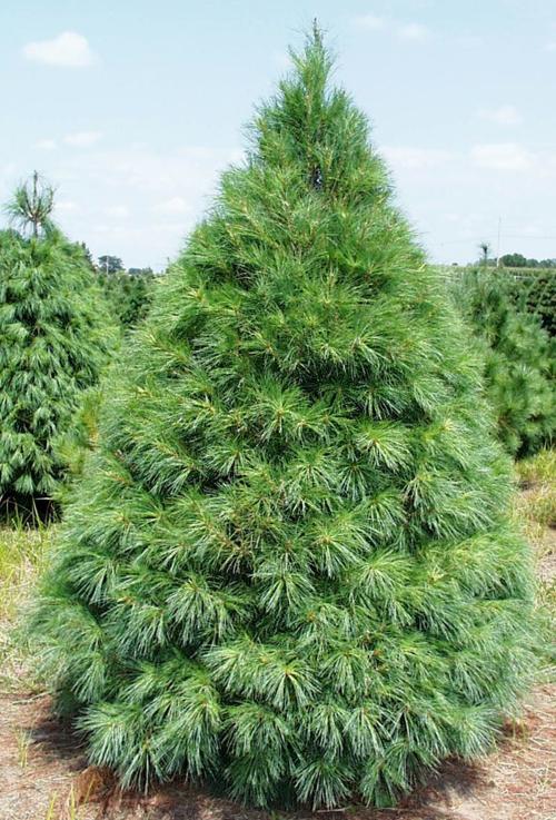 2018 Wisconsin Christmas Tree Farms Agri View Agupdate Com