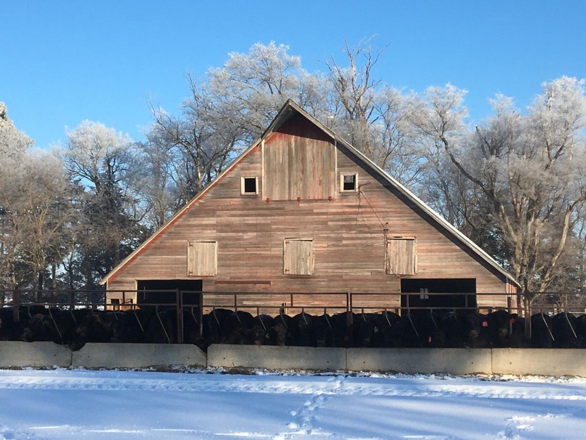 Peterson cattle frosty barn