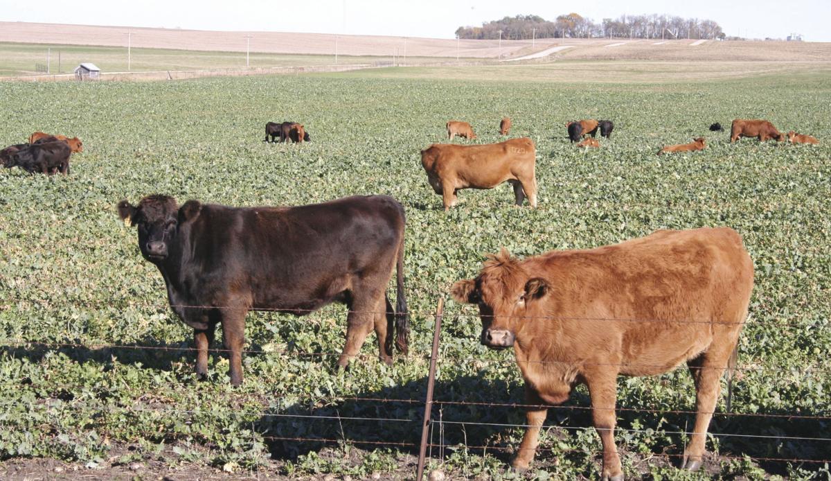New test available for early detection of Johne's disease
