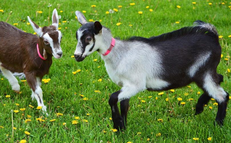 Kids play in grass
