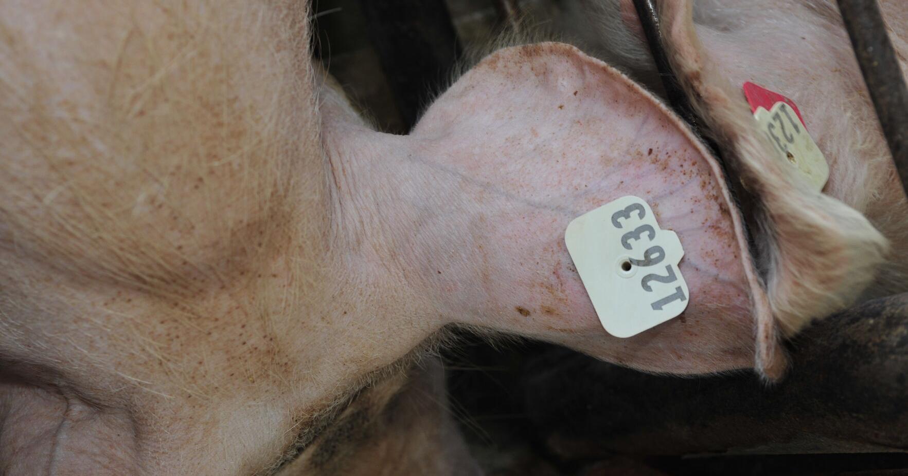 Swine industry next to adopt electronic identification - Vimarsana News
