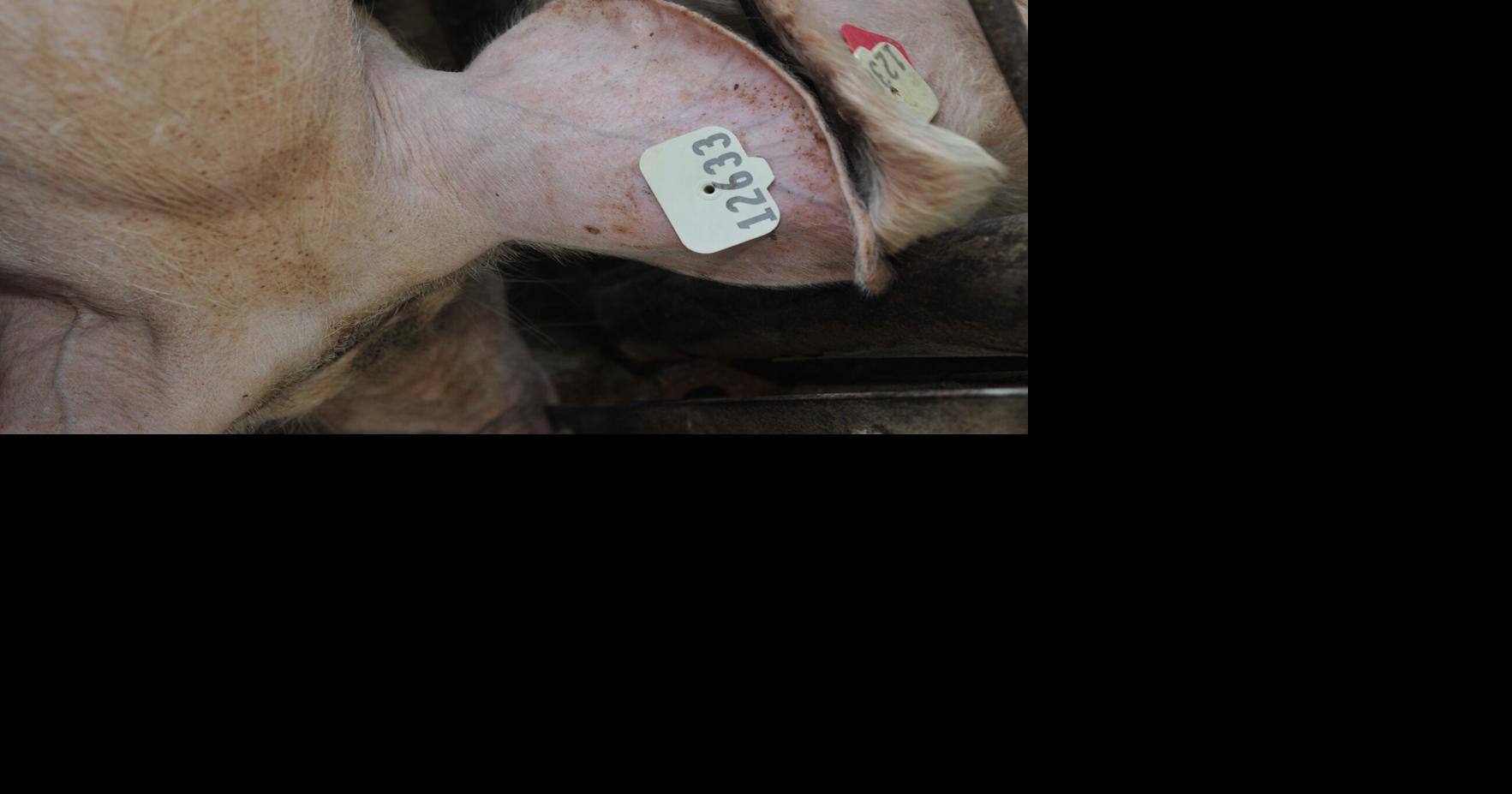 Swine industry next to adopt electronic identification