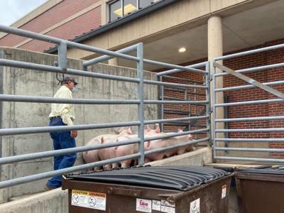 Pork Cares Campaign Provides For Nebraska Food Banks Livestock Agupdate Com