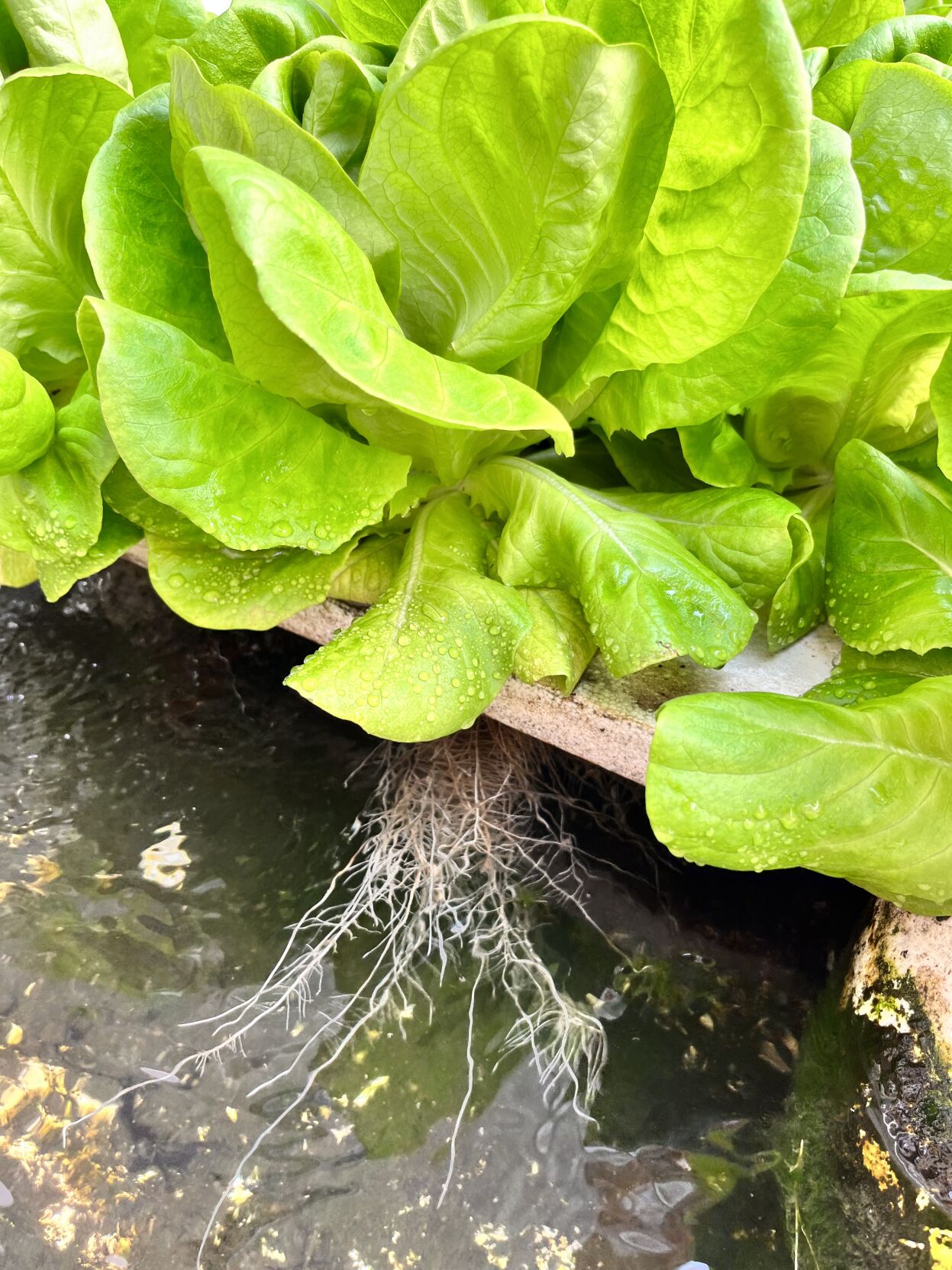 NE Vegetable and Protein 3.JPG