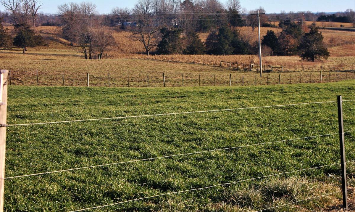 Winter wheat