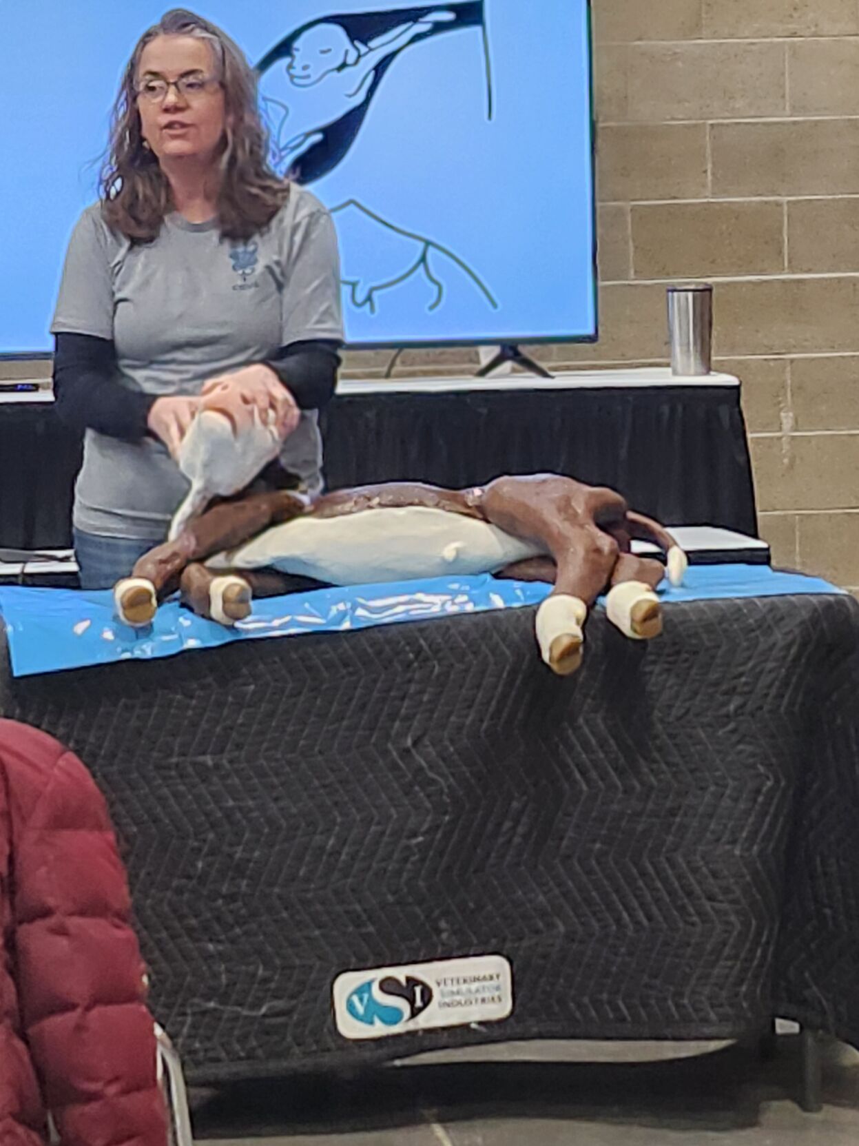 Calving dummy class covers malpresentations, epidurals