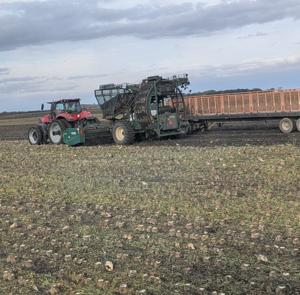 Beet harvest
