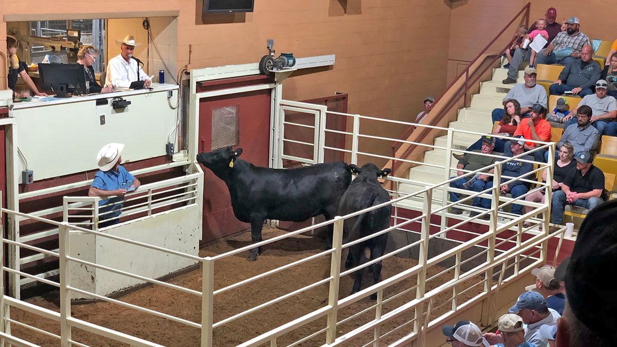 Show-Me-Select heifers
