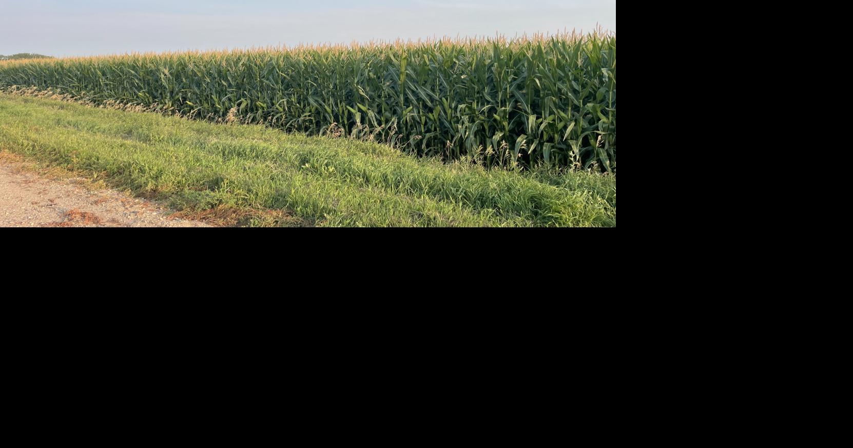 Minnesota corn yields expected to be down