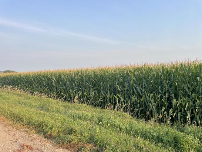 CW Wittnebel (2).JPG