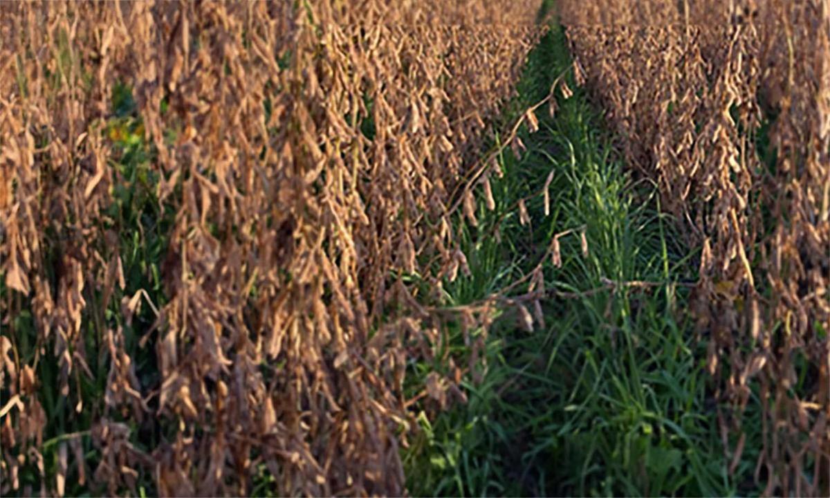 Interseeded cover crops