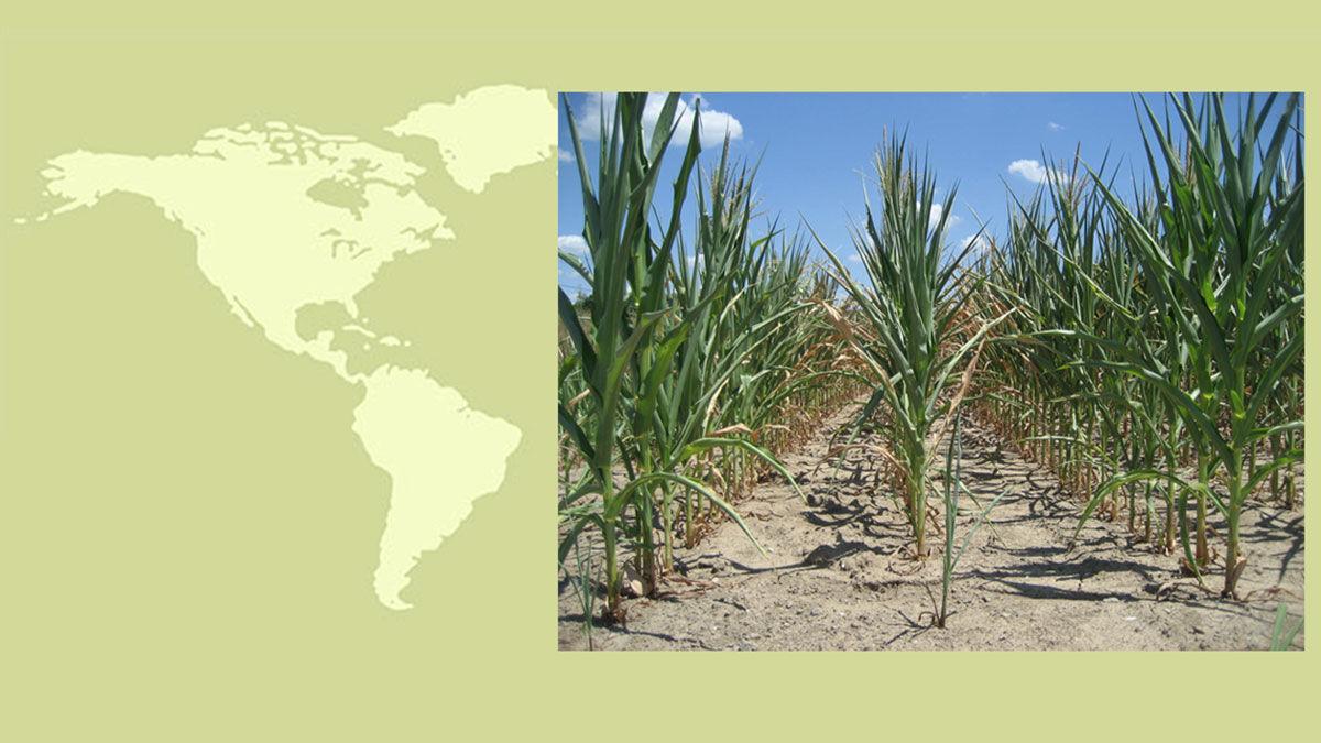 World map dry corn
